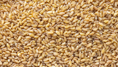 Tarwekorrels, akkerbouwproduct en voedingsingrediënt