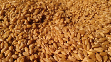 Graankorrels, akkerbouwproduct en voedingsingrediënt