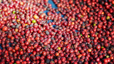 Rauwe koffiebonen, ongeroost en klaar voor verdere verwerking.