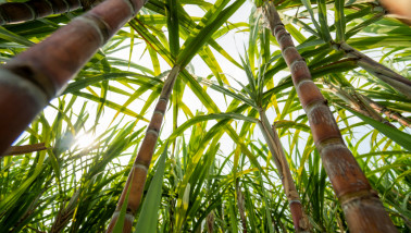 Suikerriet voor de productie van suiker en voedselproducten