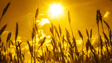 Rijpend tarwegewas op het land