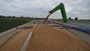 Tarweoogst waarbij graan via een overlaadbuis in een open vrachtwagen wordt geladen