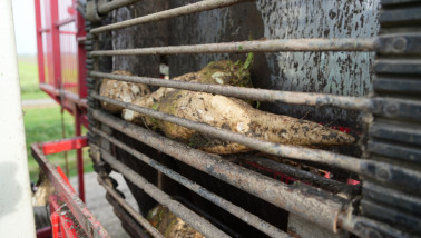 Cichorei geladen in een vrachtwagen, geoogste wortels bestemd voor verdere verwerking of transport