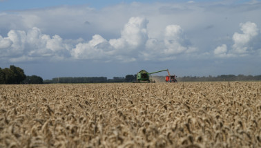 Tarweoogst op het land, waarbij het rijpe tarwe wordt geoogst.