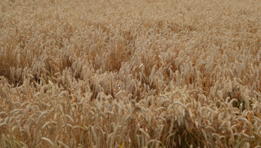 tarweveld tarwe - agri tarwe
