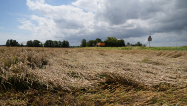 tarwe - agri tarwe legeren