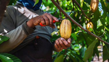 Cacao