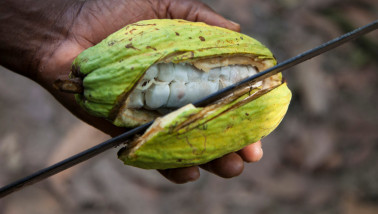 Cacao