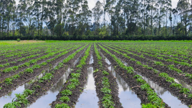 aardappelen wateroverlast