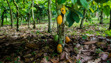 Cacaovruchten aan een cacaoboom