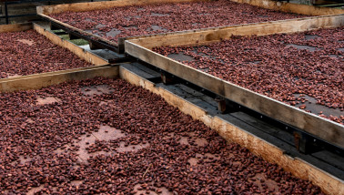 Cacao