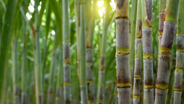Close-up van suikerrietstengels