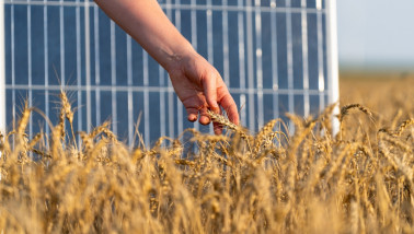 Boer raakt een aar tarwe aan, close-up, met een zonnepaneel op de achtergrond