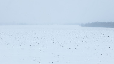 winter wintergraan
