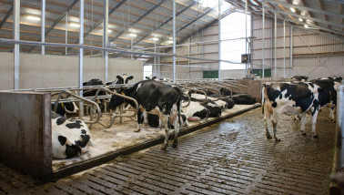 Melkkoeien in een stal op een Nederlands melkveebedrijf