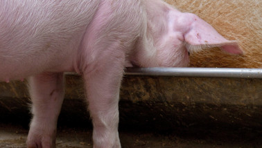 Biggen in een moderne Nederlandse varkensstal, varkenshouderij