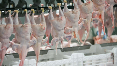 Kippen in een vleesverwerkingsfabriek, productielijn in de pluimveesector