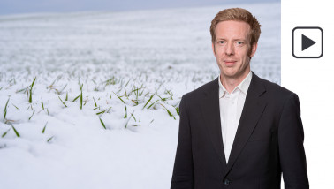 sneeuw wintertarwe tarwe