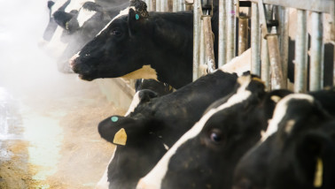 Koeien aan het voerhek