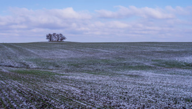 Wintertarwe met een beetje sneeuw