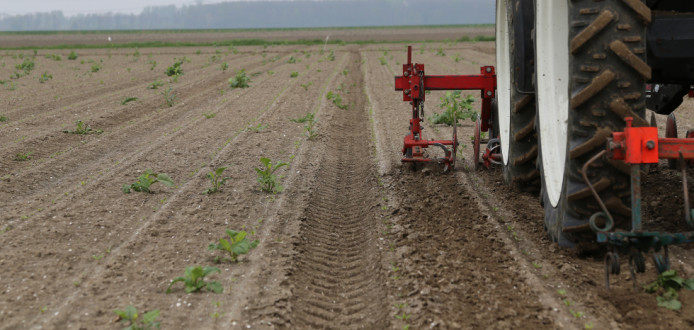 aardappeloogst aardappelbewaring suikerbieten Onkruidbestrijding