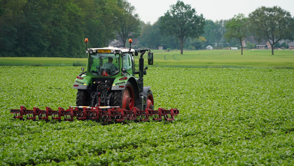 suikerbieten Schoffelen Onkruidbestrijding