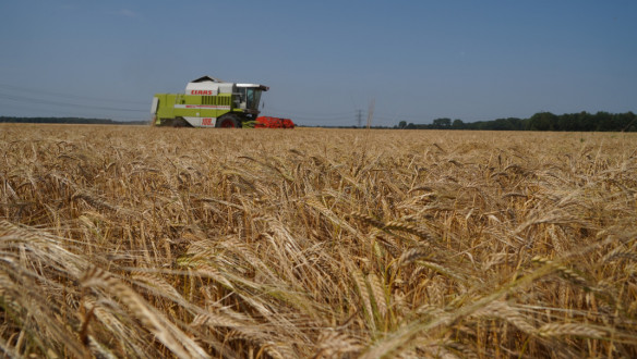 combine gerst brouwgerst gerstoogst zomergerst