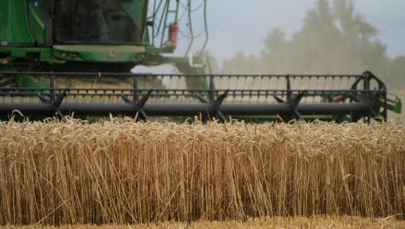 Nederlandse boeren oogsten goudgele graanvelden in de zomer