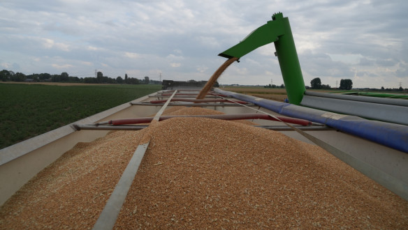 Tarweoogst waarbij graan via een overlaadbuis in een open vrachtwagen wordt geladen