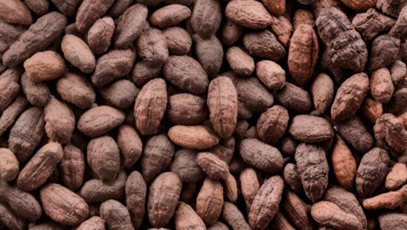 Rauwe cacaobonen, geoogst en gedroogd, gebruikt voor chocoladeproductie
