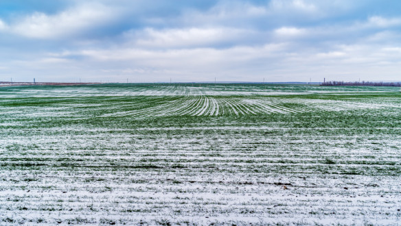 Met sneeuw bedekt veld met groene scheuten van wintergraan, vroege groei in de winterlandbouw