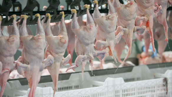 Kippen in een vleesverwerkingsfabriek, productielijn in de pluimveesector