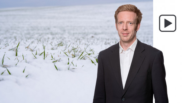 sneeuw wintertarwe tarwe