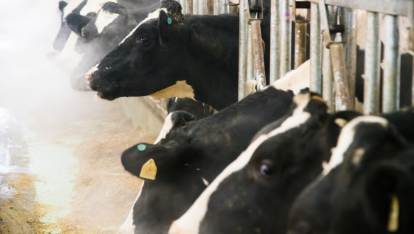 Koeien aan het voerhek