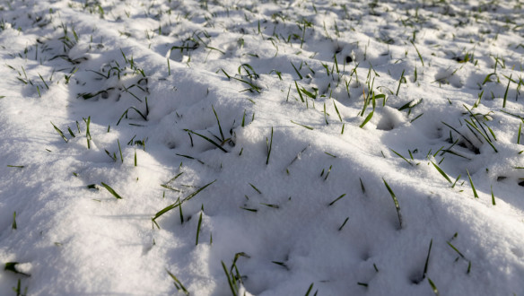 Sneeuw in wintertarwe
