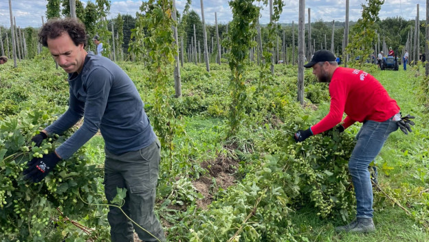 Gulpener roept hulp in voor hopoogst na onweer - Nieuws Bier - Foodbusiness