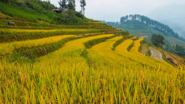 Indonesia Khawatirkan Fenomena El Niño pada Produksi Padi dan Kelapa Sawit – Berita Komoditas