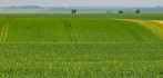 Franse telers zaaien meer tarwe in gunstige herfst 