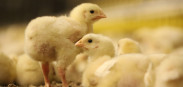 pluimveehouderij