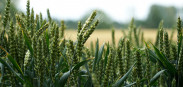 graanveld tarwe - agri