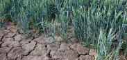 droogte tarwe - agri