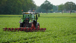 suikerbieten Schoffelen Onkruidbestrijding