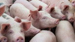 maandanalyse varkens