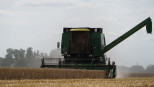 graanoogst combine tarweoogst