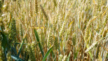 tarwe - food tarwe - agri