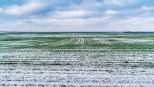 Met sneeuw bedekt veld met groene scheuten van wintergraan, vroege groei in de winterlandbouw