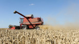 graanoogst combine tarweoogst